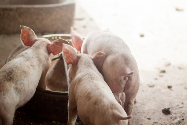 The pig has just been newborn on a farm.