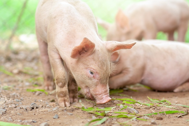 The pig has just been newborn on a farm.