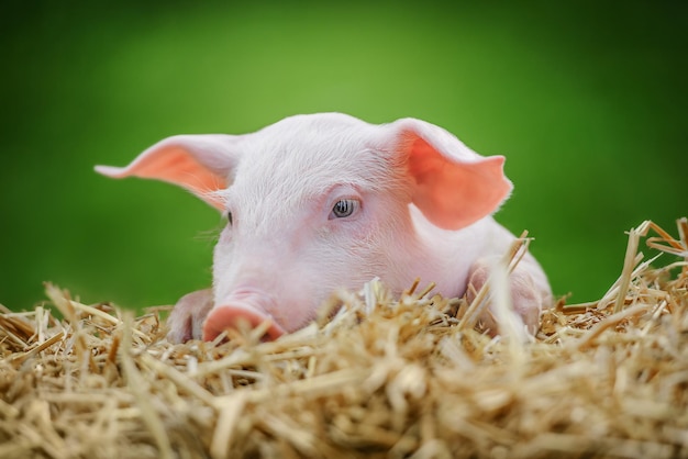 Pig in the hay and straw on green background