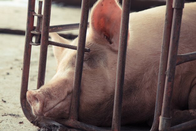 Photo pig is in old and dirty iron stalls.