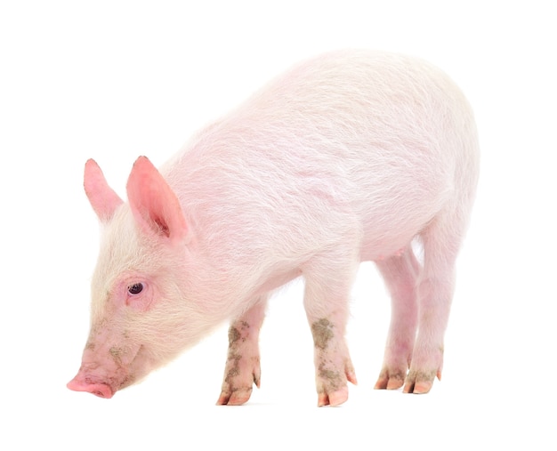 Pig isolated on a white background