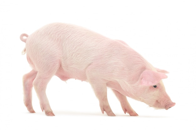 Pig isolated on a white background