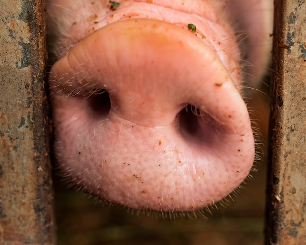 Photo pig nose between metallic bars