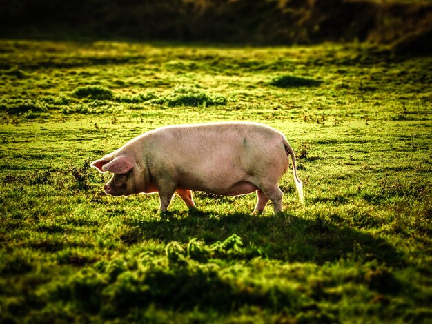 写真 草原の豚