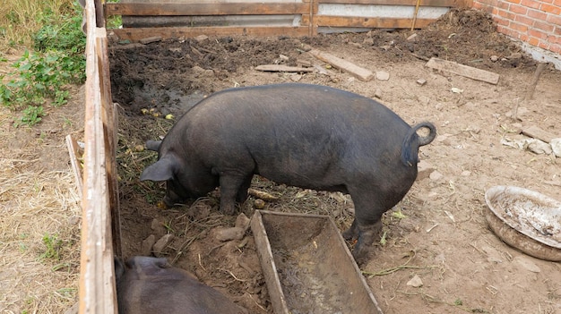 A pig in a pen eats an apple.