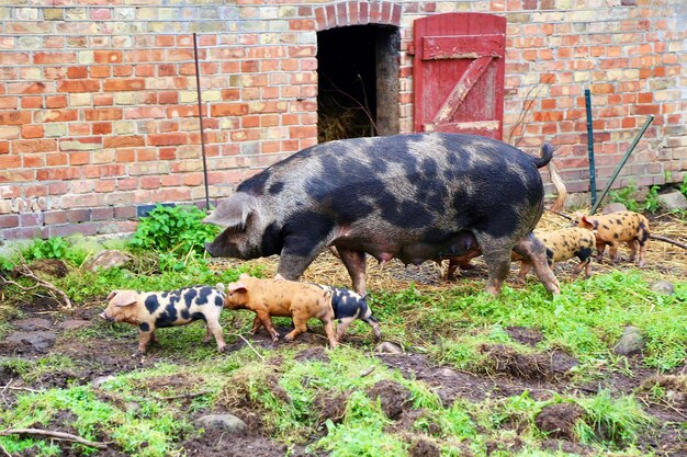 Pig and piglets in a farm by the barn