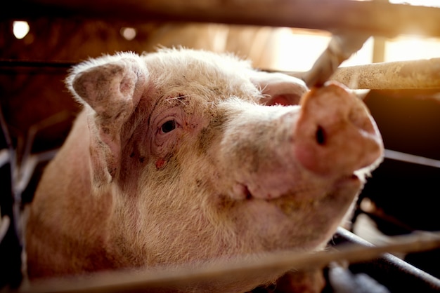 Pig at pigsty hungry waiting for food.