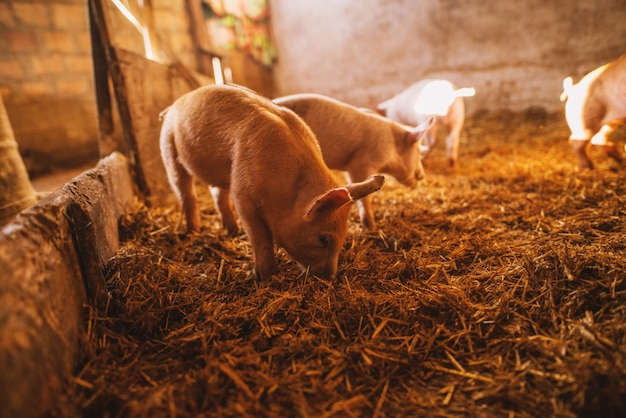 Photo pig playing in a pigsty