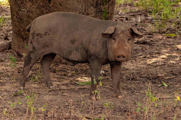 Pig raised in an outdoor pigsty with selective focus