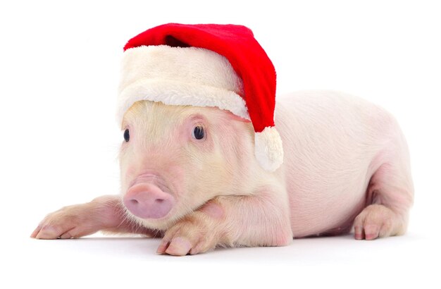 Foto maiale con un cappello rosso di babbo natale