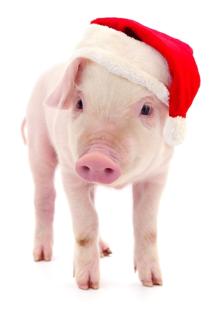 Foto maiale con un cappello rosso di babbo natale