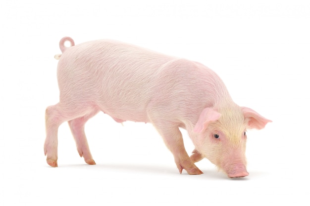 Pig smelling the floor