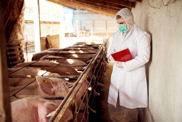 Pig vet checking pigs for diseases