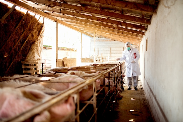 Pig vet checking progress of pig disease at farm.