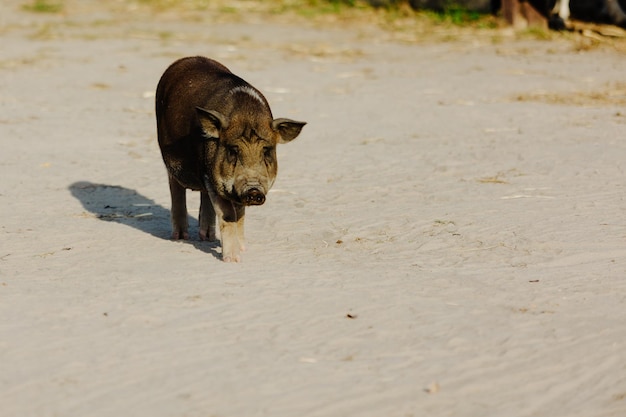 pig walking along a sandy path in a rural setting