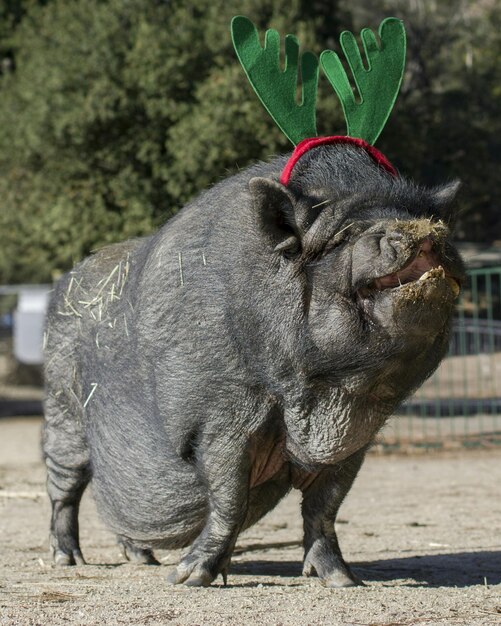 Photo pig wearing christmas headband in ranch