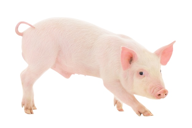 A pig on a white background