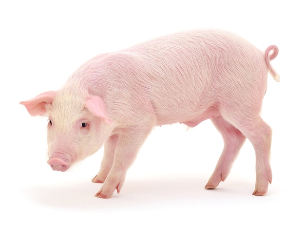 Pig who is represented on a white background