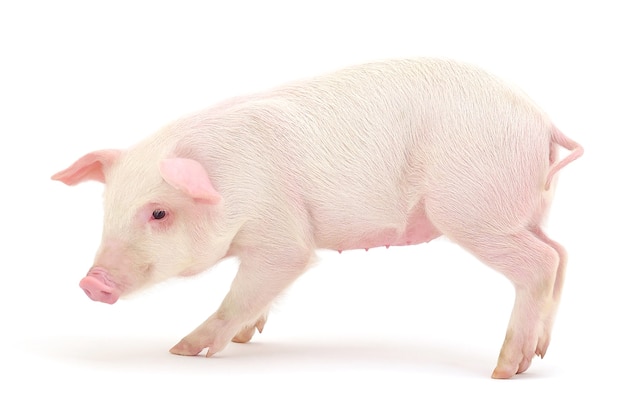 Pig who is represented on a white background