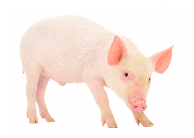 Pig who is represented on a white isolated