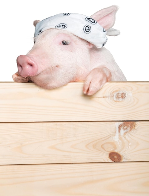 Свинья с банданой на голове висит на заборе