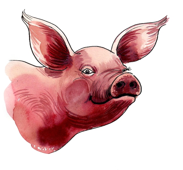 A pig with a pink nose and a nose