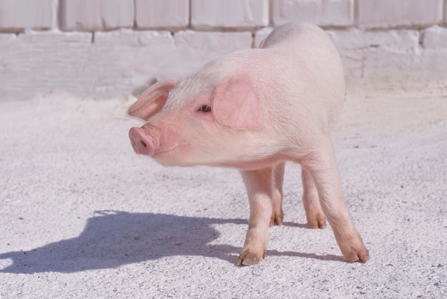 Photo pig2