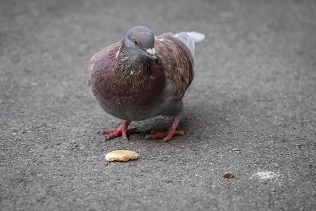 A pigeon on the asphalt eats crumbs. A pigeon on the asphalt. A bird pecks a cracker. City park.