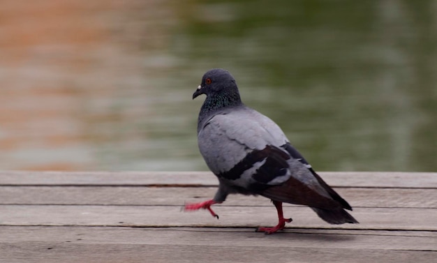 ハト 鳥 動物 鳩