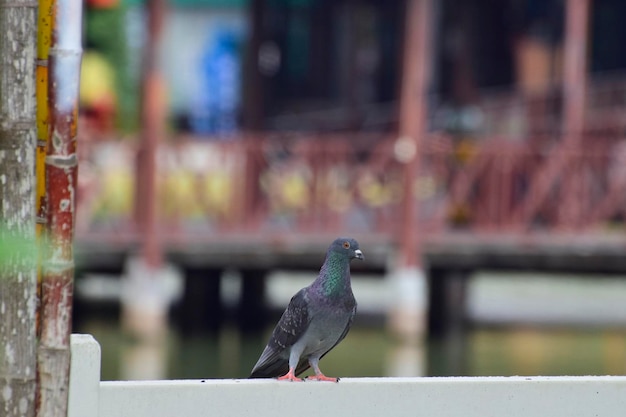 Pigeon bird animal dove