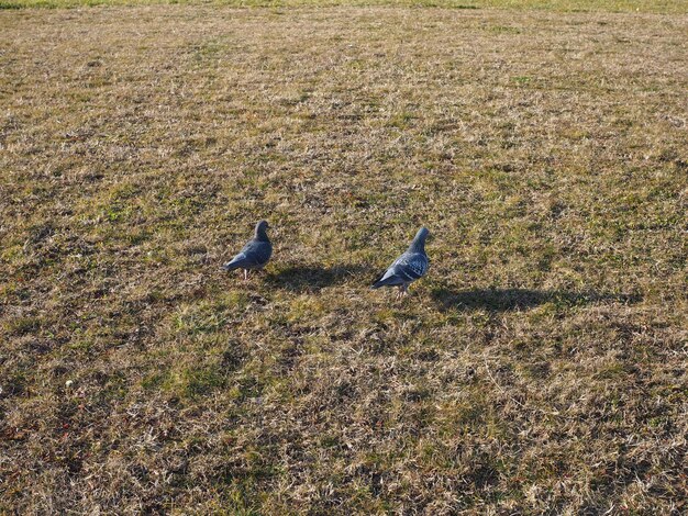 草の中の鳩の鳥の動物