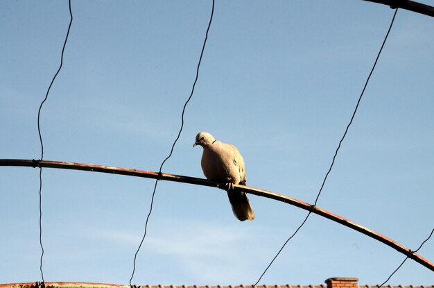 Photo pigeon bird animal theme