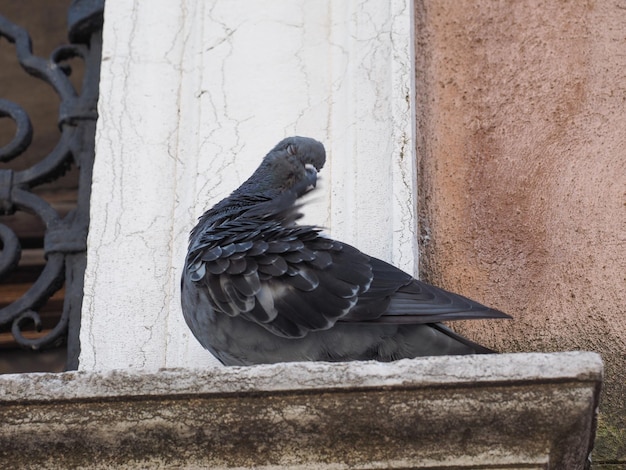 鳩の鳥の動物