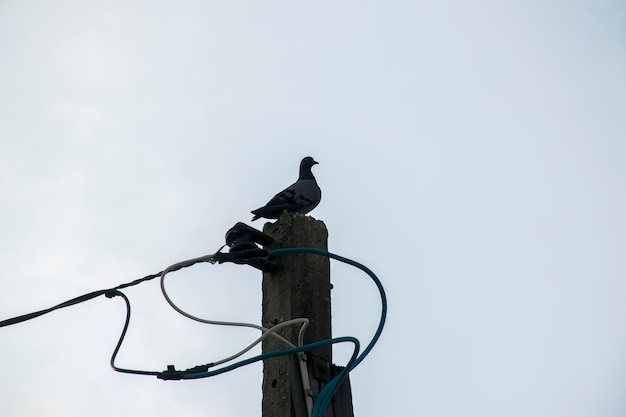 Pigeon Bird на электрическом полюсе и облаке неба