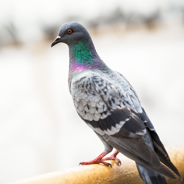 鳩の鳥が鋼の黄色い柵をつかむ