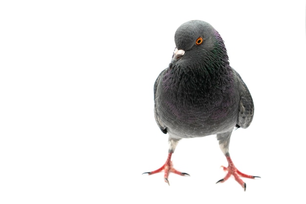 Pigeon bird isolated white background