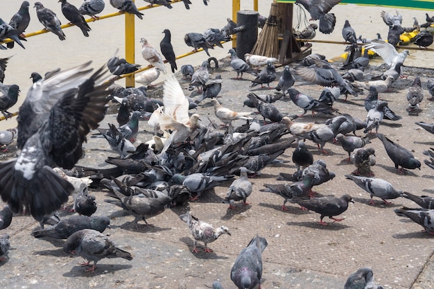 写真 屋外の背景にハト鳥、港でハト。