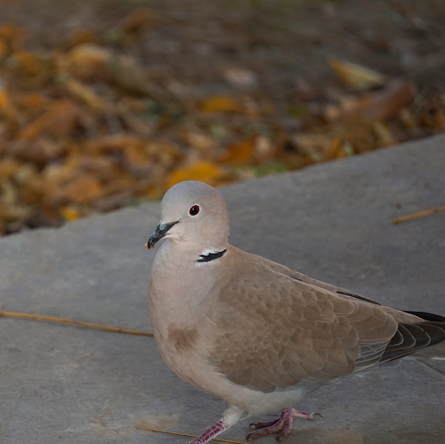 the pigeon bird in the park in the nature