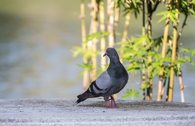 Photo pigeon bird