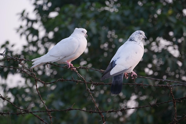 Pigeon birds in nature in afternoon