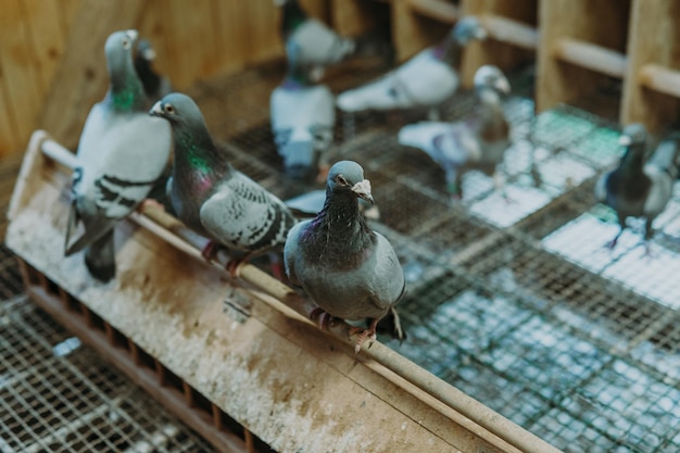 친구와 함께 서 있는 비둘기새 앉아 있는 비둘기고립된 비둘기새의 초상