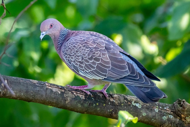 A pigeon on a branch with green leaves