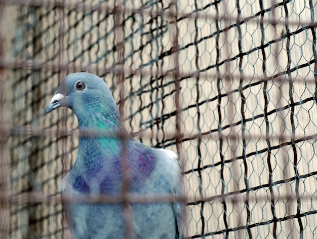 pigeon in a cage