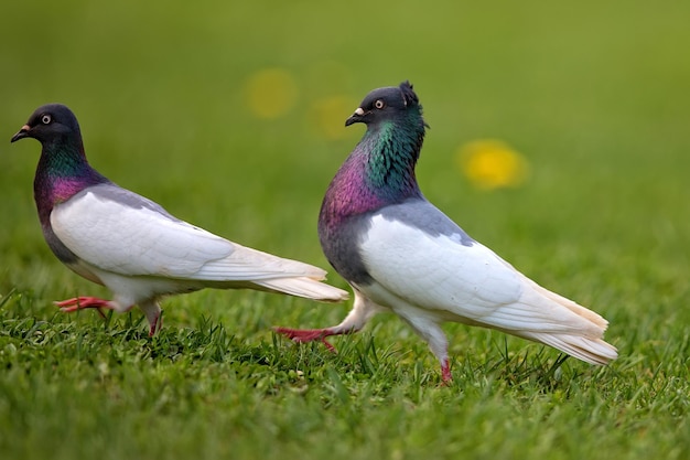 Photo pigeon in a clearing in the wild