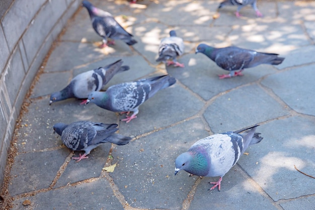 Pigeon close up on the city ground