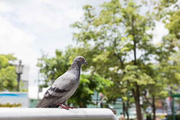 公園で鳩をクローズアップ