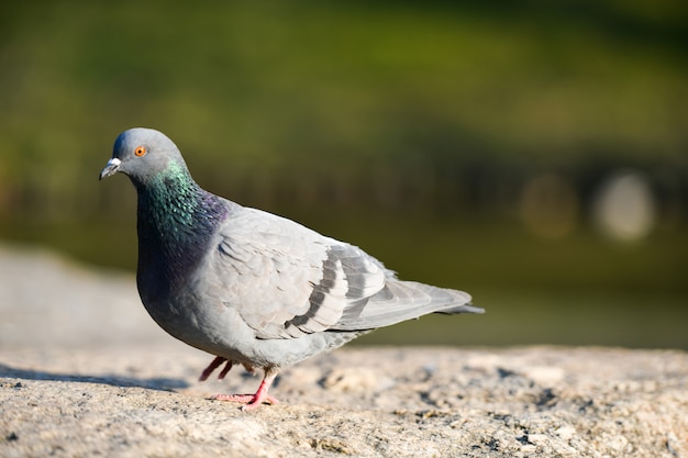 Pigeon close up. in the sun. sitting on a stone. out of focus defocus