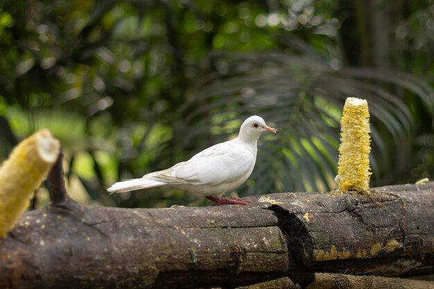 Pigeon dove eat corn in the park