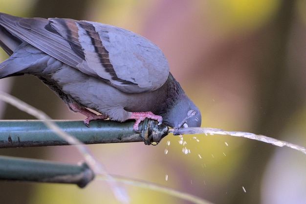 暑い日に水を飲む