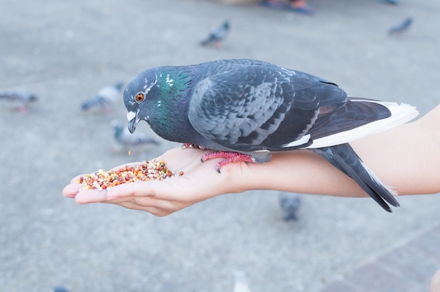 Фото Голубь ест из рук женщины в парке, кормит голубей в парке днем